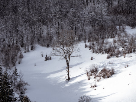 Village in Transcarpathia Ukraine, Europe. Spruce forest covered with white snow. Winter Carpathian Mountains view landscape. Snowy pine fir trees sunny day in the Carpathians. Scenic wood landscape.の写真素材
