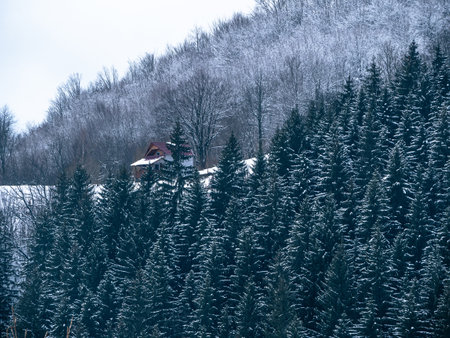 Village with wooden houses in Transcarpathia Ukraine, Europe. Spruce forest covered with white snow. Winter Carpathian Mountains view scenic landscape Snowy pine fir trees foggy day in the Carpathiansの写真素材