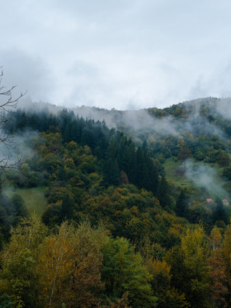 Misty fall Carpathian Mountains fog landscape. Village in Transcarpathia region Lush foliage Foggy spruce pine trees forest scenic view Ukraine, Europe. Autumn countryside Eco Local tourismの写真素材