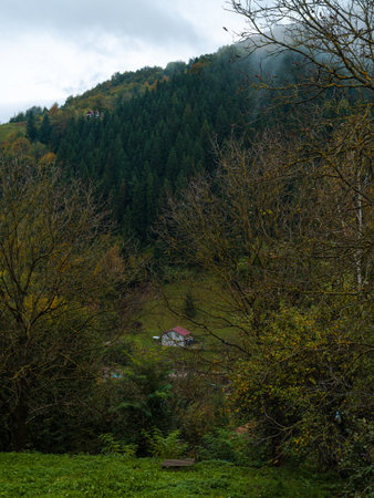 Misty fall Carpathian Mountains fog landscape. Village in Transcarpathia region Lush foliage Foggy spruce pine trees forest scenic view Ukraine, Europe. Autumn countryside Eco Local tourismの写真素材