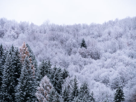 Misty winter Carpathian Mountains view fog landscape. Snowy spruce pine forest in Carpathians. Fir trees with white snowの写真素材