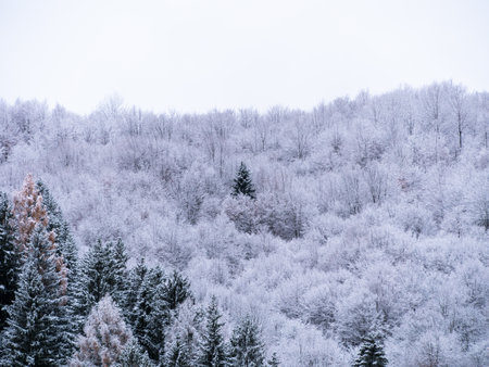 Misty winter Carpathian Mountains view fog landscape. Snowy spruce pine forest in Carpathians. Fir trees with white snowの写真素材