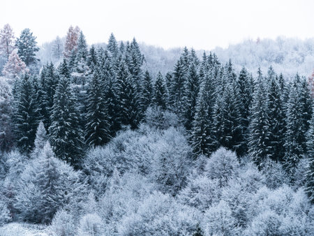 Misty winter Carpathian Mountains view fog landscape. Snowy spruce pine forest in Carpathians. Fir trees with white snowの写真素材