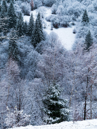 Misty winter Carpathian Mountains view fog landscape. Snowy spruce pine forest in Carpathians. Fir trees with white snowの写真素材