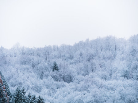 Misty winter Carpathian Mountains view fog landscape. Snowy spruce pine forest in Carpathians. Fir trees with white snowの写真素材