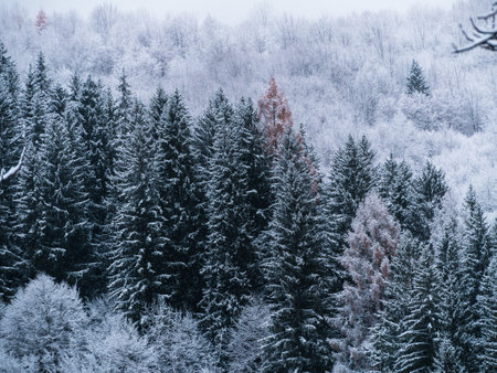 Misty winter Carpathian Mountains view fog landscape. Snowy spruce pine forest in Carpathians. Fir trees with white snowの写真素材