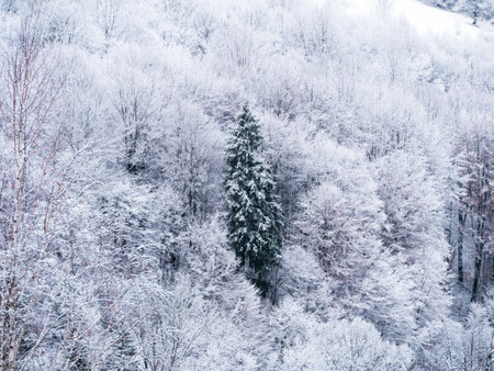 Misty winter Carpathian Mountains view fog landscape. Snowy spruce pine forest in Carpathians. Fir trees with white snowの写真素材