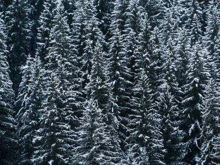 Misty winter Carpathian Mountains view fog landscape. Snowy spruce pine forest in Carpathians. Fir trees with white snowの写真素材