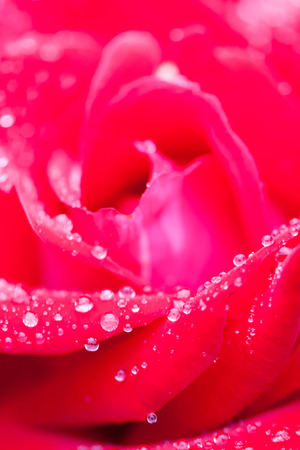Flowerの写真素材