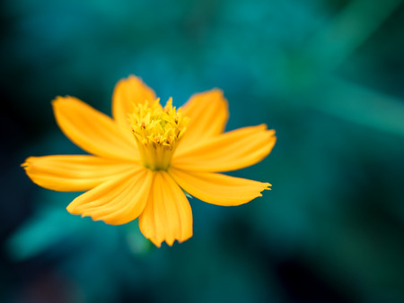 Flowerの写真素材