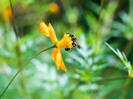 Flowerの写真素材