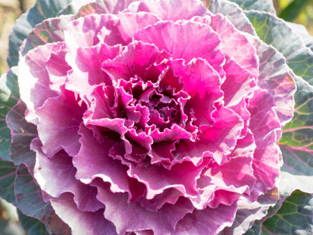 Flowerの写真素材