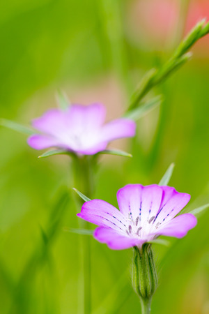 Flowerの写真素材
