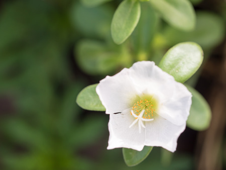 Flowerの写真素材