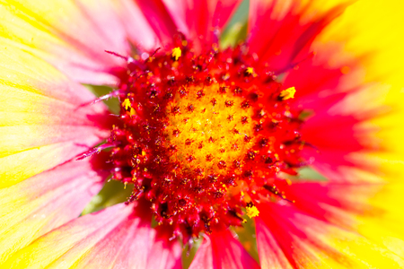 Flowerの写真素材