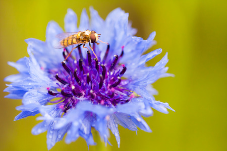 Flowerの写真素材