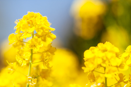 Rape blossomsの写真素材