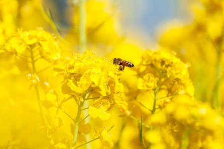 Rape blossoms