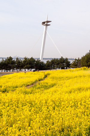 Rape blossomsの写真素材