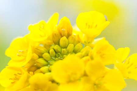 Rape blossomsの写真素材