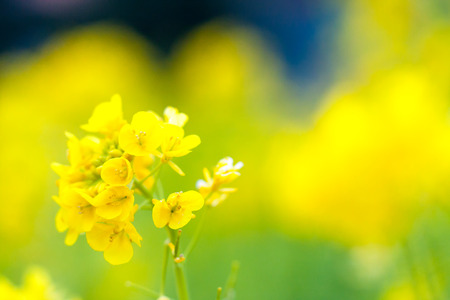 Rape blossomsの写真素材