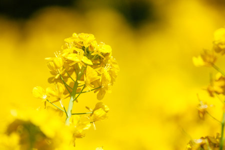Rape blossoms