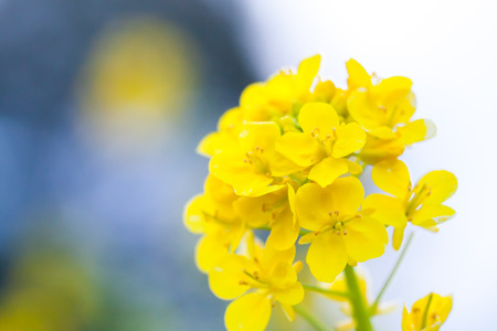 Rape blossomsの写真素材