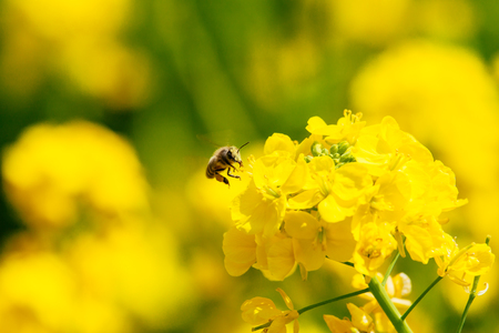 Rape blossomsの写真素材