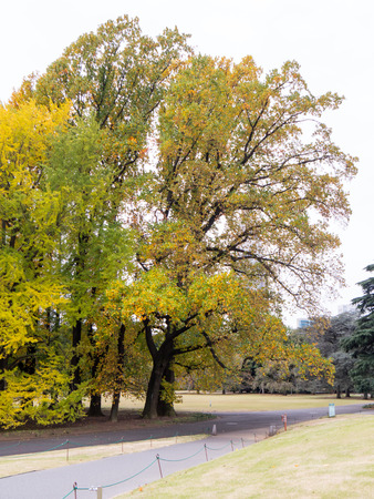 Japan shinjuku gyoen at autumnの写真素材