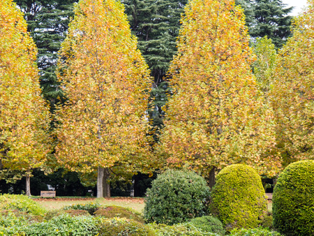 Japan shinjuku gyoen at autumnの写真素材