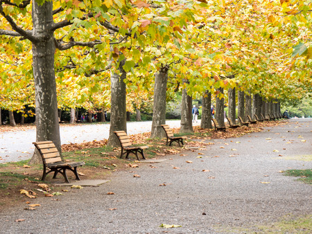 Japan shinjuku gyoen at autumnの写真素材