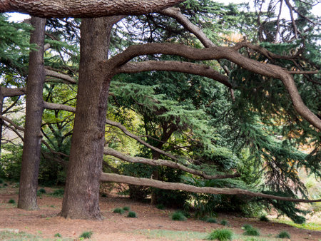 Japan shinjuku gyoen at autumnの写真素材