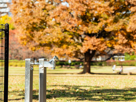 Tokyo autumn leavesの写真素材