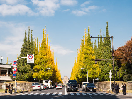 Tokyo autumn leavesのeditorial素材