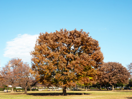 Tokyo autumn leavesの写真素材