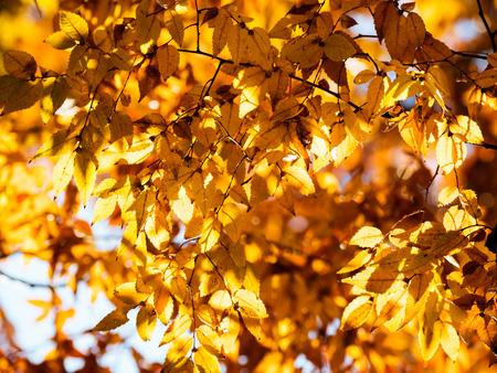 Tokyo autumn leavesの写真素材