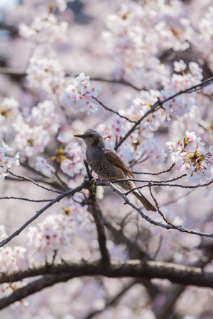Cherry blossoms in Japanの写真素材