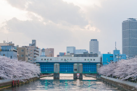 Cherry blossoms in Japanのeditorial素材