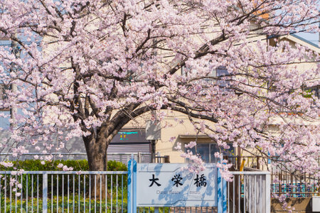 Cherry blossoms in Japanのeditorial素材