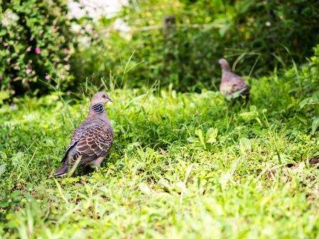 Birdの写真素材
