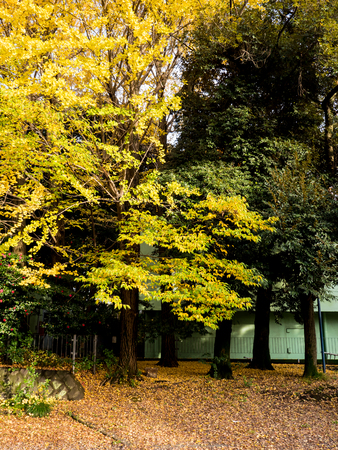 Japanese landscapeの写真素材