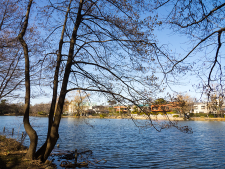 Japan Shakujii Parkの写真素材