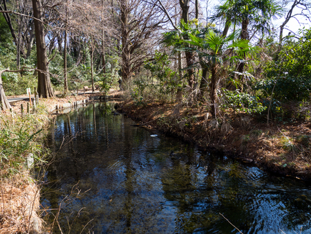 Japan Shakujii Parkの写真素材
