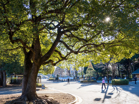 Japan Yoyogi Parkのeditorial素材