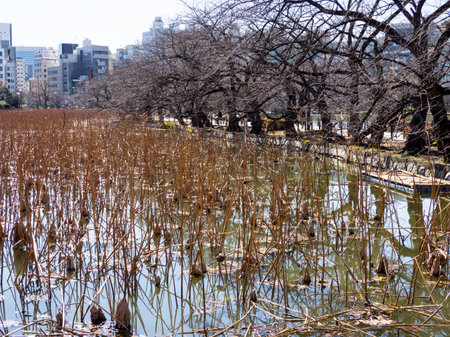 Japan Ueno Parkのeditorial素材