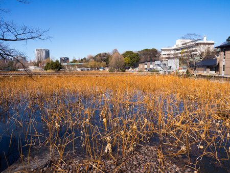 Japan Ueno Parkのeditorial素材