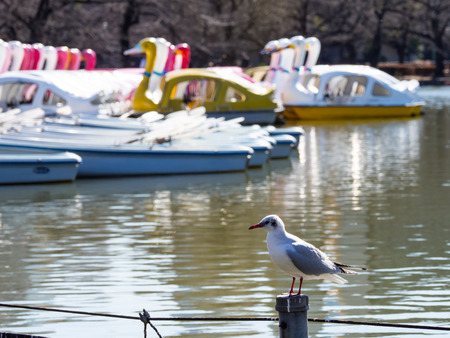 Japan Ueno Parkの写真素材