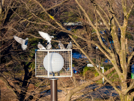 Birdの写真素材