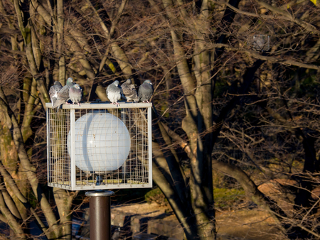 Birdの写真素材