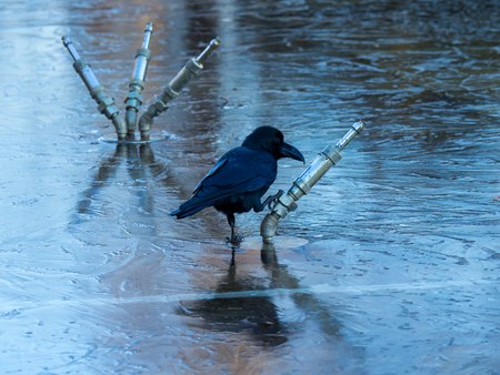 Birdの写真素材